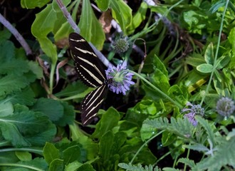 butterfly on flower