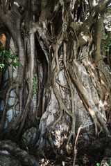 Roots of a large tree in Cuba. 