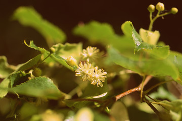 Blooming linden tree on a bright sunny spring day close-up. Retro style toned