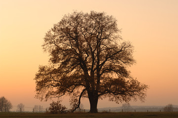 einzelner Baum im Abendlicht