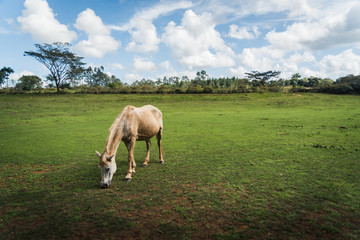 Fototapeta premium A horse grazing in a field in Cuba. 