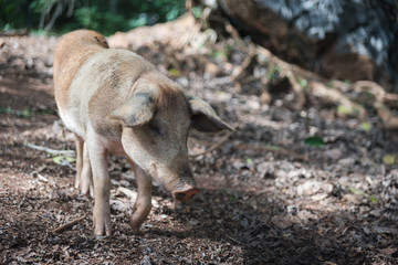 A pig in Cuba. 