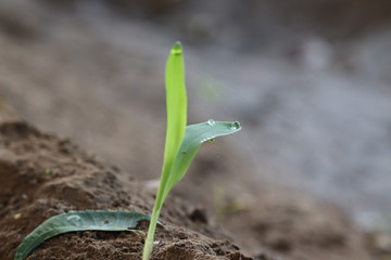 growing young corn plant in garden and morning light, water drop on plant leaves