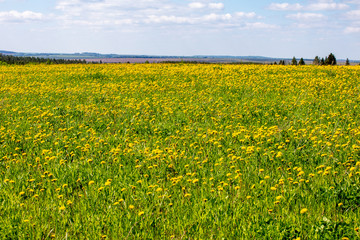 summer floral landscape with yellow wildflowers