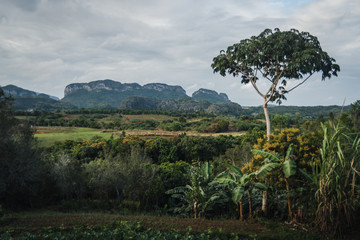 Fototapeta na wymiar Cloudy weather over mountains in Vinales, Cuba. 