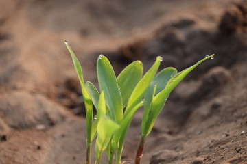 Young Plant Growing In Sunlight.water drop on plant leaves