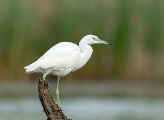 Little Blue Heron Juvenile (Egretta caerulea), Estorio Llano Grande, Texas, USA