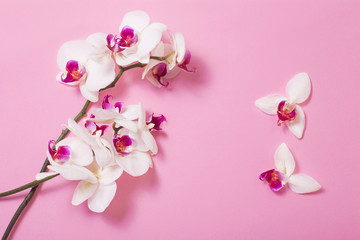 Naklejka na ściany i meble white orchid flowers on pink paper background