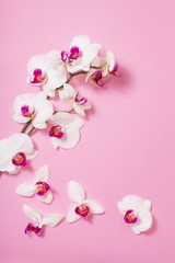 Naklejka na ściany i meble white orchid flowers on pink paper background