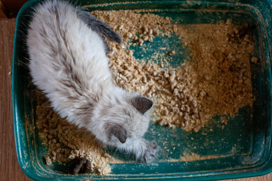 cat overweight constipated sick trying to go to the bathroom