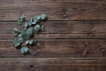eucalyptus on old dark wooden background © Maya Kruchancova