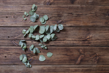 eucalyptus on old dark wooden background