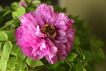 Blooming peony flower01