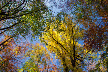 Crohn autumn forest over his head