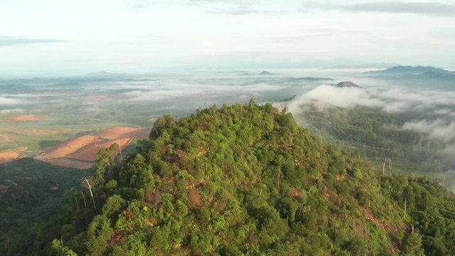 Aerial view using drones showing Forestry and oil palm trees in Malaysia.