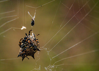 spider on web