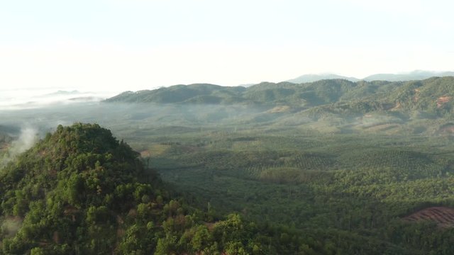 Aerial view of a drone that shows the forest and the Palm Tree behind the clouds.