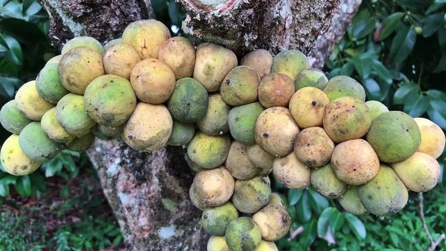 Lansium domesticum tree in garden.