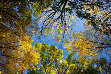 Crohn autumn forest over his head