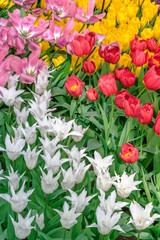 A mixture of tulips of different colors and shapes on a spring day  Red tulips, yellow tulips, yellow tulips, pink tulips grow together as a composition for the designer..