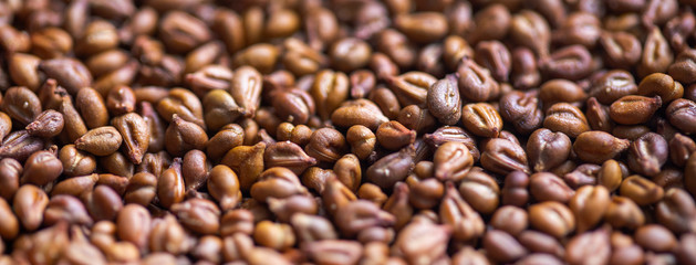 Grape plant seeds
