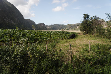 Rural views of the mountains in Cuba. 