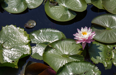 pink water lily