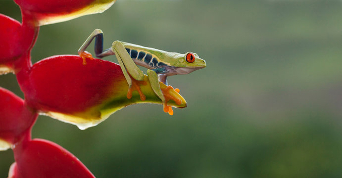 Red-eyed tree frog on flower ready to jump