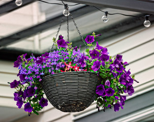 A hanging basket full of purple petunias.