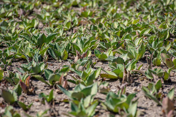Retoño de Agave creciendo sanamente del campo