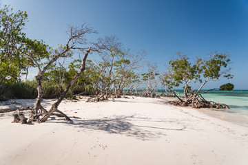 Mangroves on a beach in Cuba. 