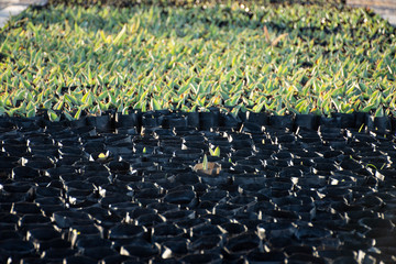 Reto&ntilde;os de agave, en la parte inferior se encuentran los reci&eacute;n sembrados y en la parte superior hay reto&ntilde;os ya crecidos