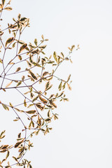 branch of a tree