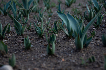 Close up a un reto&ntilde;o de agaves