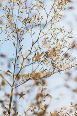 Obraz premium branch of a tree in winter