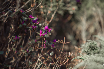 Obraz premium blooming spring garden, blossoming pink buds of wild rosemary in natural environment