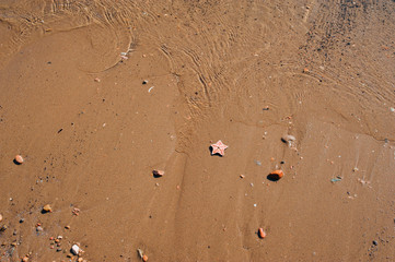 wallpaper sandy clean beach of wet sand with small stones and a starfish, image about vacation and vacation