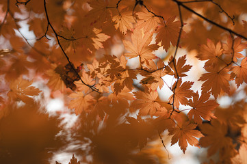 beautiful vibrant orange maple tree branches in warm sunny autumn