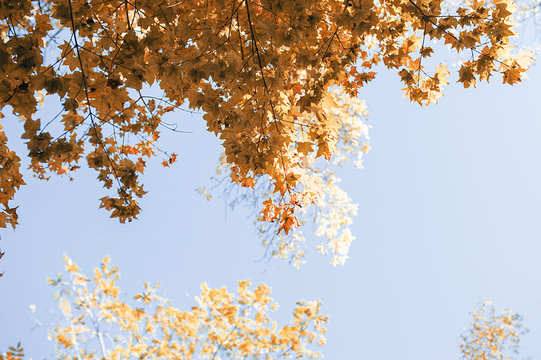 beautiful vibrant orange maple tree branches in warm sunny autumn against a clear blue sky