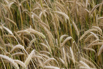 Fields of wheat at the end of summer fully ripe.