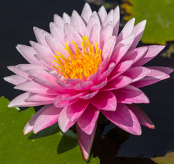 pink water lily/Beautiful and natural a lotus flower