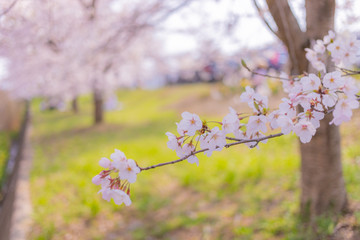 桜