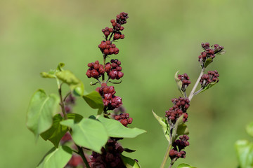Dark red lilac blossoms in the spring garden. Natural floral background