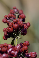 Dark red lilac blossoms in the spring garden. Natural floral background
