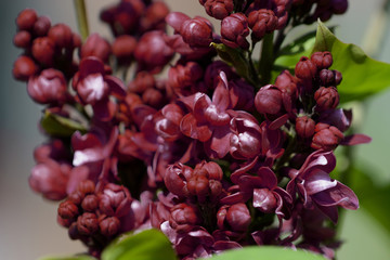 Dark red lilac blossoms in the spring garden. Natural floral background