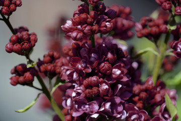 Dark red lilac blossoms in the spring garden. Natural floral background