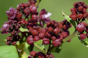 Dark red lilac blossoms in the spring garden. Natural floral background