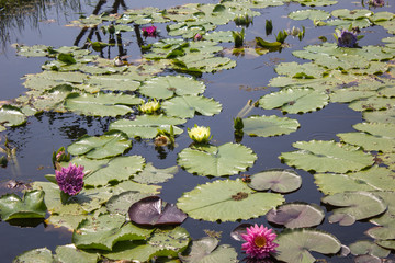 water lilies in the pond
