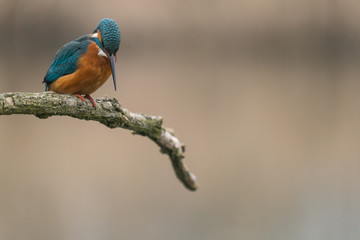 Common Kingfisher (Alcedo atthis)