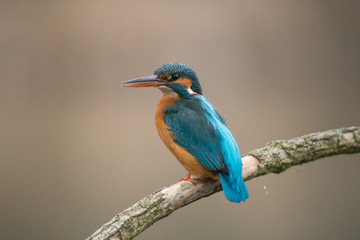 Common Kingfisher (Alcedo atthis)